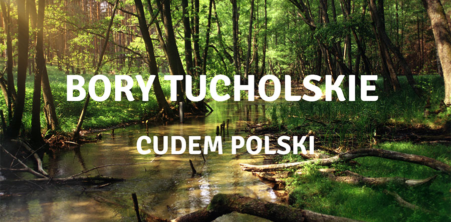 Bory Tucholskie jednym z cudów Polski